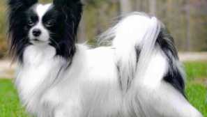 Papillon: historie plemene a psí charakter